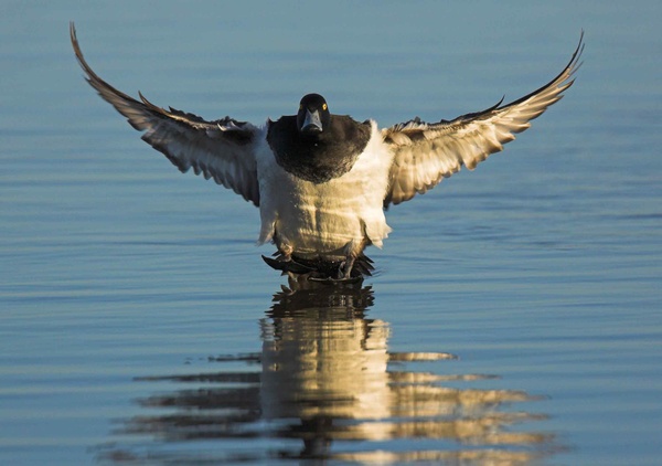 Tufted Duck - Birds - Wild