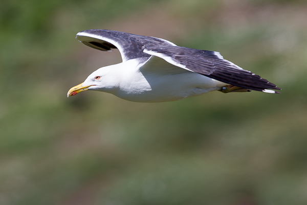 Herring Gull - Birds - Wild