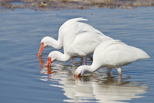 3 White Ibis - Florida 2011