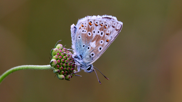 Chalkhill Blue - Close up