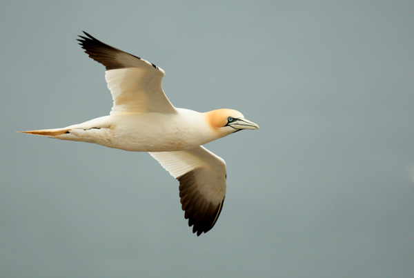 Gannet - Birds - Wild