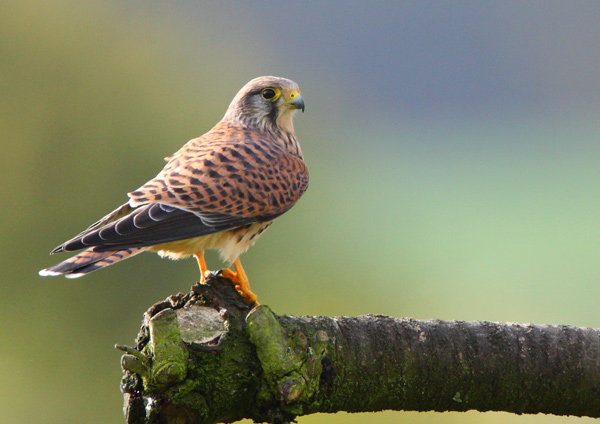 Wild Kestrel - Birds - Wild