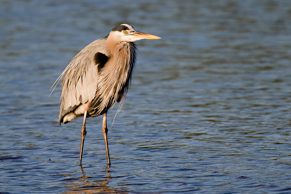 Great Blue Heron - Florida 2011