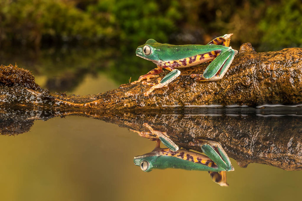 Super Tiger Leg Waxy Monkey Tree Frog - Close up