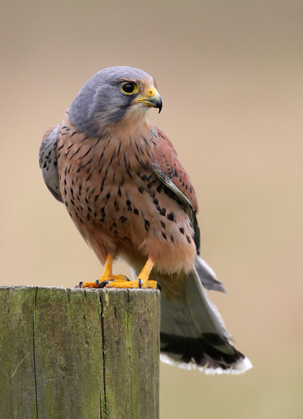 Kestrel - Birds  -  Captive