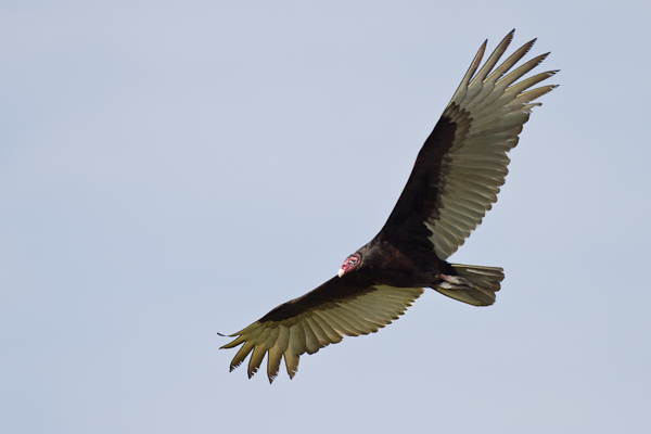 Turkey Vulture - Florida 2011