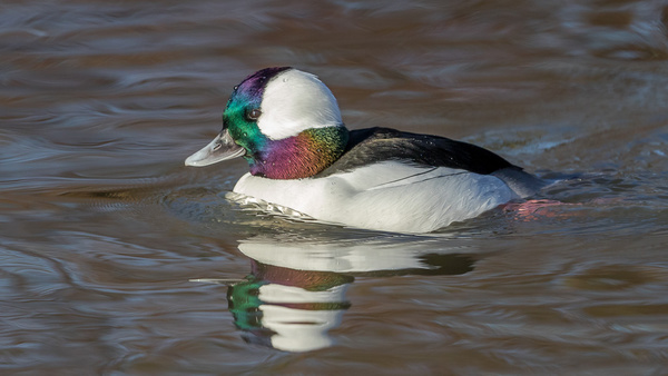 Bufflehead - Birds  -  Captive