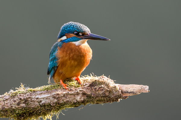 Kingfisher - Birds - Wild