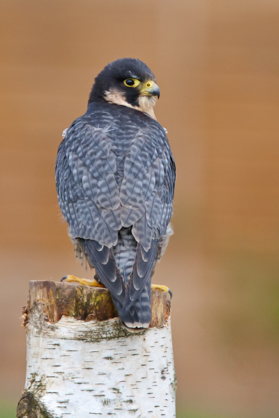 'Conan' - Birds  -  Captive