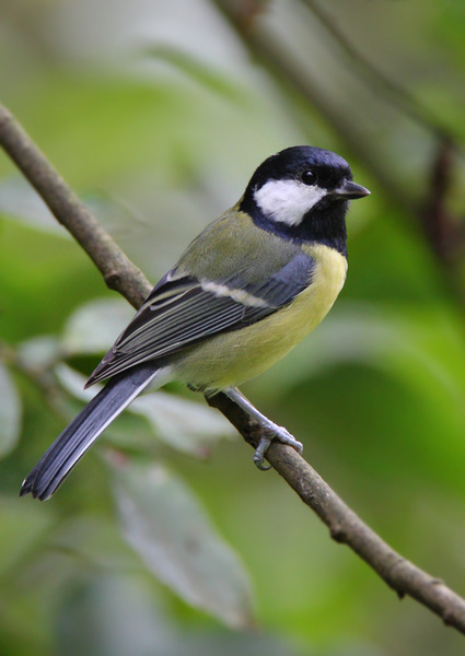 Great Tit - Birds - Wild