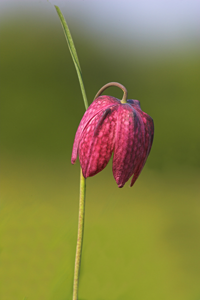 Snakes Head Fritilary - Nature & Animals