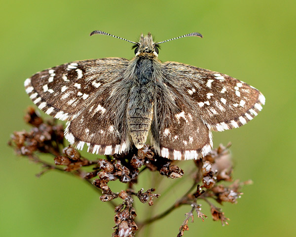 Grizzled Skipper - Close up
