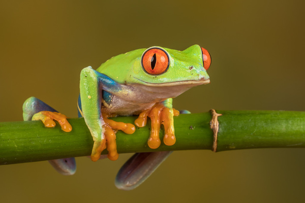 Red Eyed Tree Frog - Close up