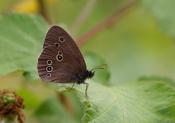 Ringlet - Close up