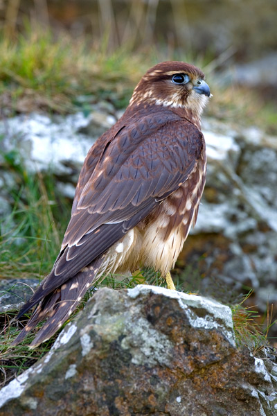 Merlin - Birds  -  Captive