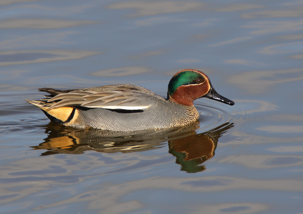 Green Winged Teal - Birds - Wild