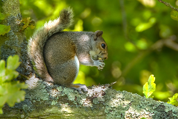 Grey Squirrel - Nature & Animals