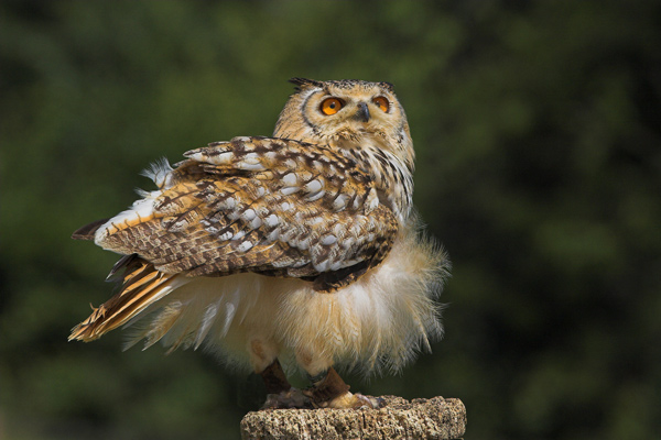 Eagle Owl - Birds  -  Captive