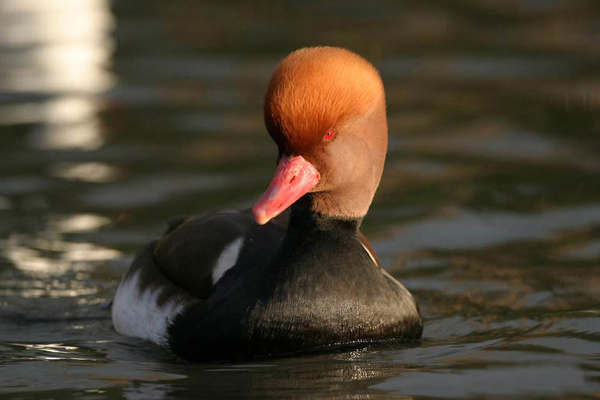 Red Crested Pochard - Birds  -  Captive