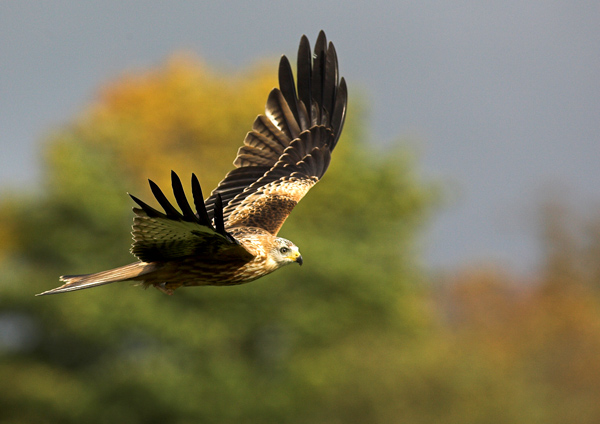 Red Kite - Birds - Wild