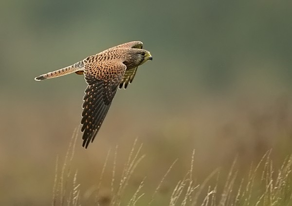 Kestrel - Birds - Wild
