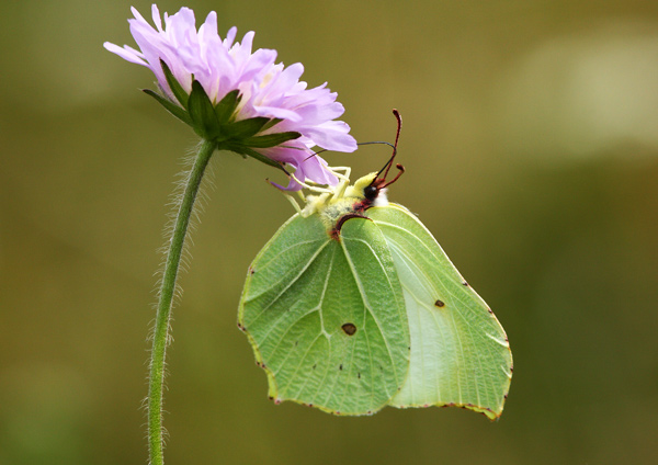 Brimstone - Close up