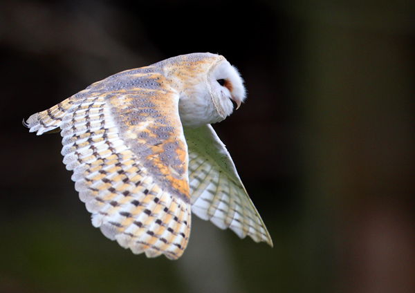 Barn Owl - Birds  -  Captive