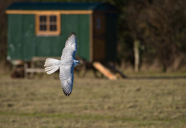 Gyr Falcon - Birds  -  Captive