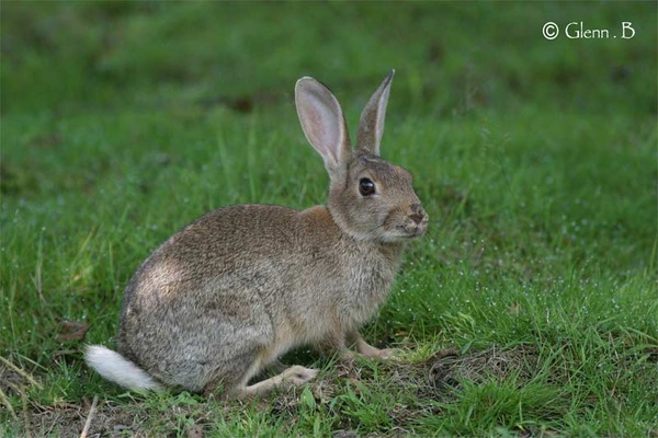 Rabbit - Nature & Animals