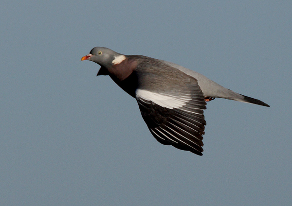 Wood Pigeon - Birds - Wild