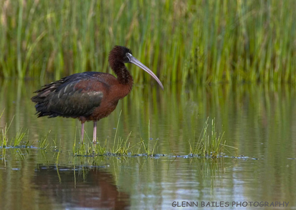 Glossy Ibis - Birds - Wild
