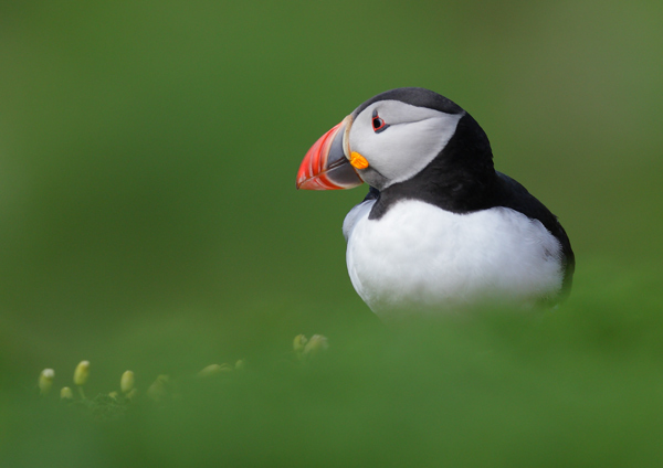 Puffin - Birds - Wild