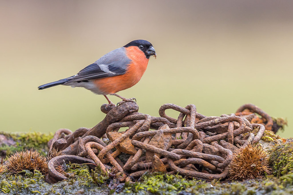 Bullfinch - Birds - Wild