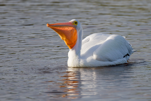 White Pelican - Florida 2011
