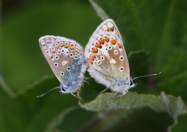 Common Blue - Close up