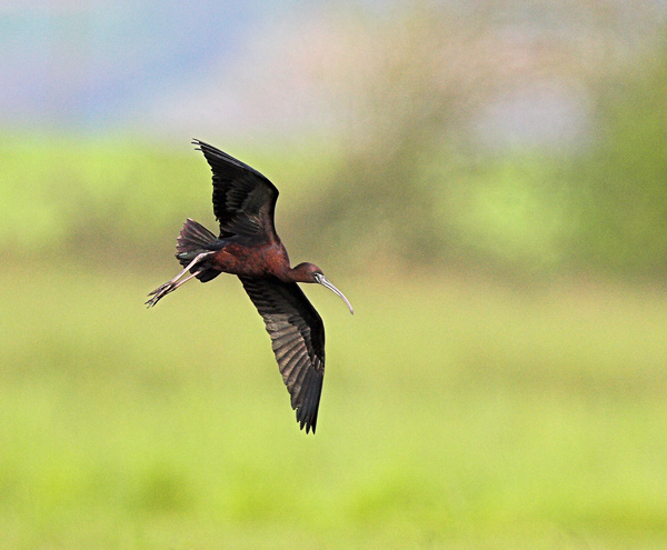 Glossy Ibis - Birds - Wild