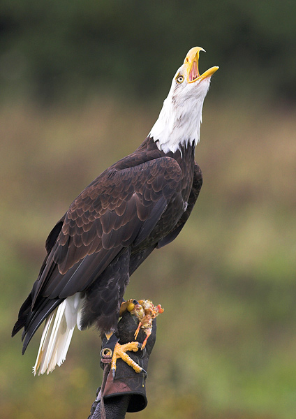 Bald Eagle - Birds  -  Captive