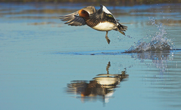 Wigeon Take-Off - Birds - Wild