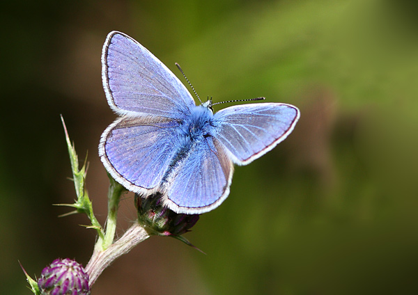 Common Blue - Close up