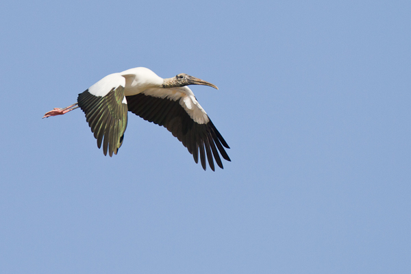 Wood Stork - Florida 2011
