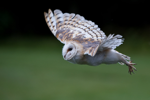 Barn Owl - Birds  -  Captive