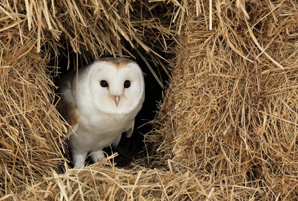 Barn Owl - Birds  -  Captive