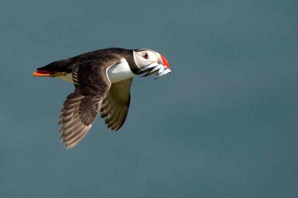 Puffin in Flight - Birds - Wild
