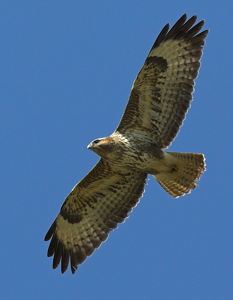 Common Buzzard - Birds - Wild