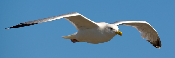 Herring Gull - Birds - Wild