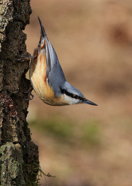 Nuthatch - Birds - Wild
