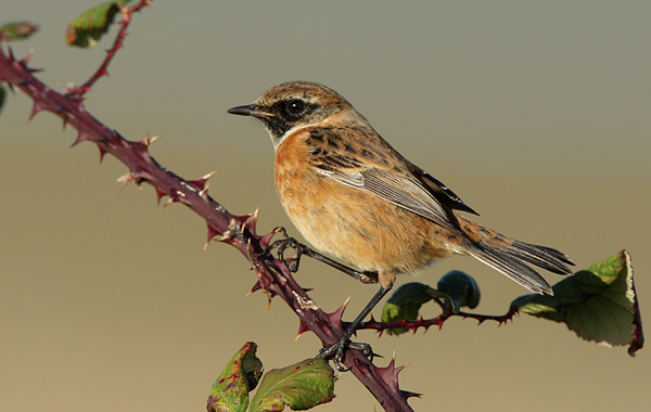 Stonechat - Birds - Wild