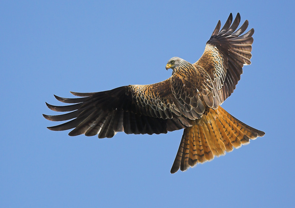 Red Kite 1 - Birds - Wild