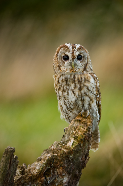 Tawny Owl - Birds  -  Captive