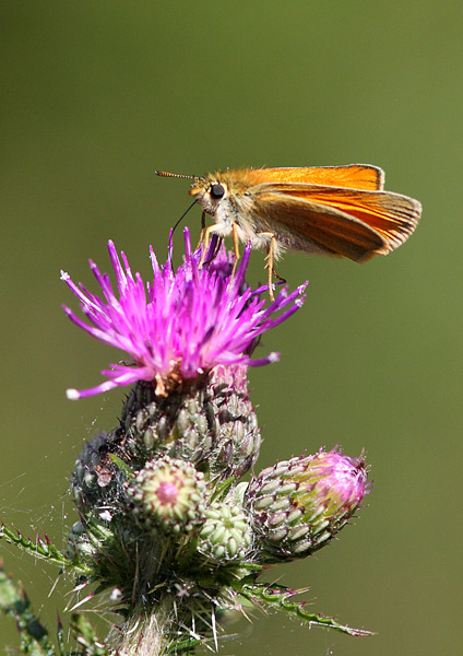 Small Skipper - Close up